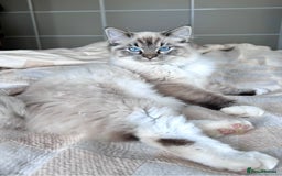 Ragdoll cats for sale: 4 Beautiful Female Ragdoll kittens for sale  - Image 20