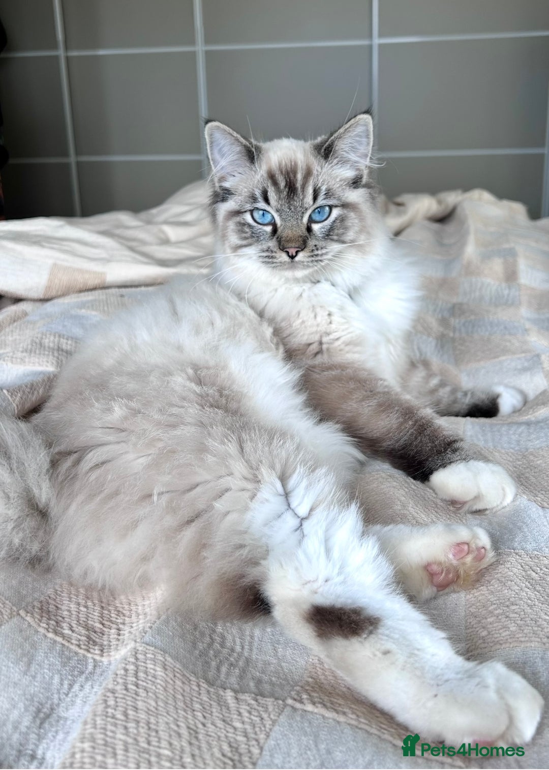 Ragdoll cats for sale: 4 Beautiful Female Ragdoll kittens for sale  - Image 20