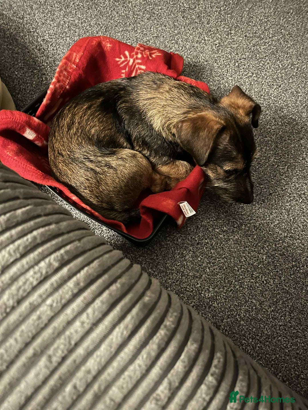 Mixed Breed dogs for sale: 9 Month Old Wired Dachshund x Jack Russell  - Advert 3