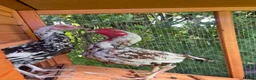 Chickens poultry for sale: Aseel pure blood  in Bicester - Advert 4