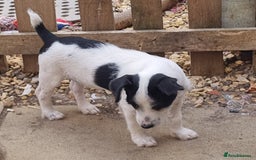 Jack Russell dogs for sale: 6 month jack russell  - Image 3