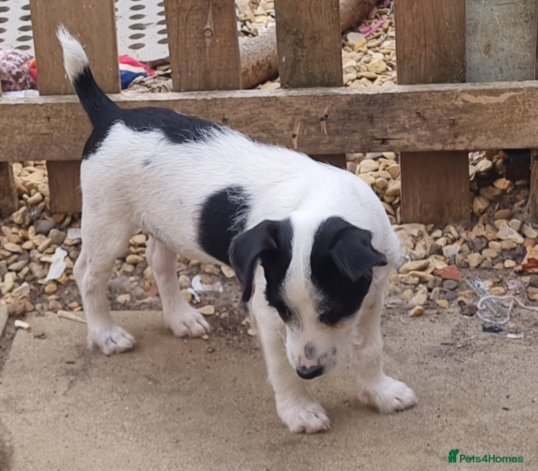 Jack Russell dogs for sale: 6 month jack russell  - Image 3