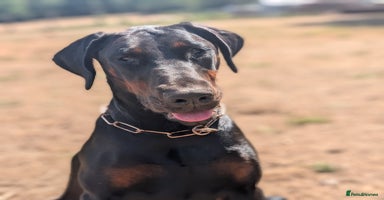 Dobermann dogs - Advert 5