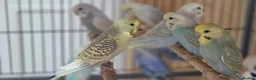 Budgerigars birds for sale: Budgie - Advert 5