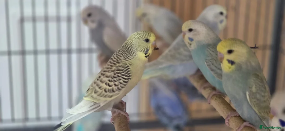 Budgerigars birds for sale: Budgie - Advert 5