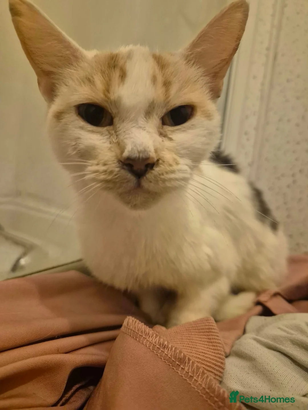 Mixed Breed cats for sale: Peach (rescue) looking for a loving, cat-free home in Norwich - Advert 2