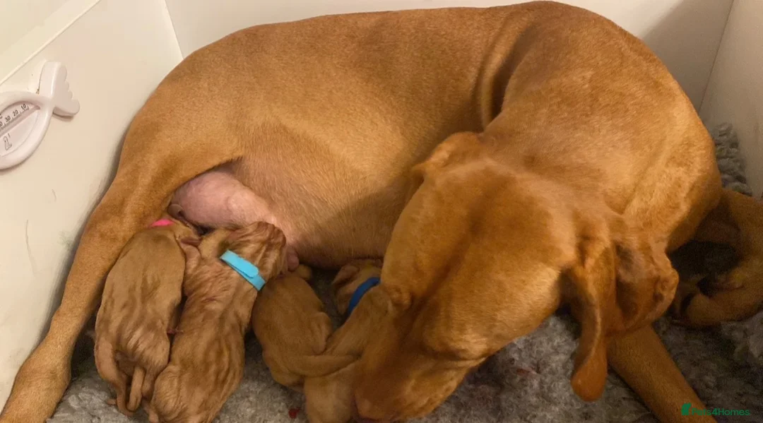 Hungarian Vizsla dogs for sale: The Golden Hearted Guardians Chapter🥈 - Advert 15