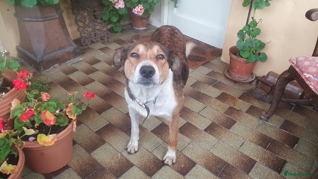 Border Collie dogs for sale: Gorgeous Border Collie Puppies! - Advert 6