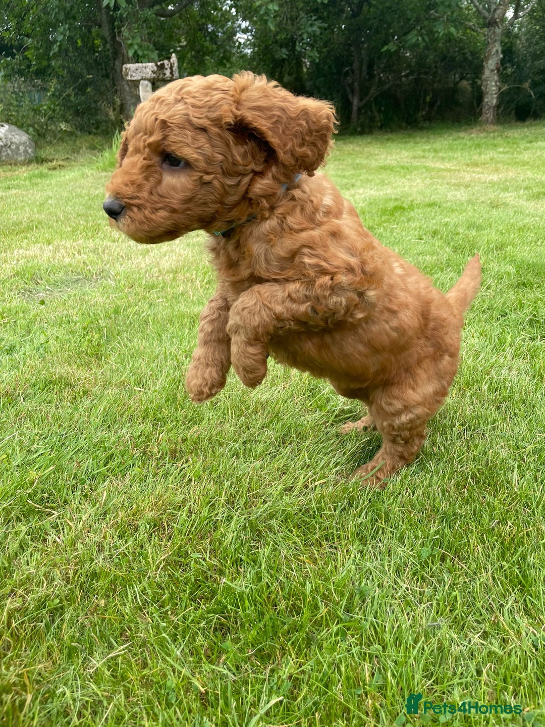 Australian Labradoodle dogs for sale: Australian Labradoodle puppies  - Image 19