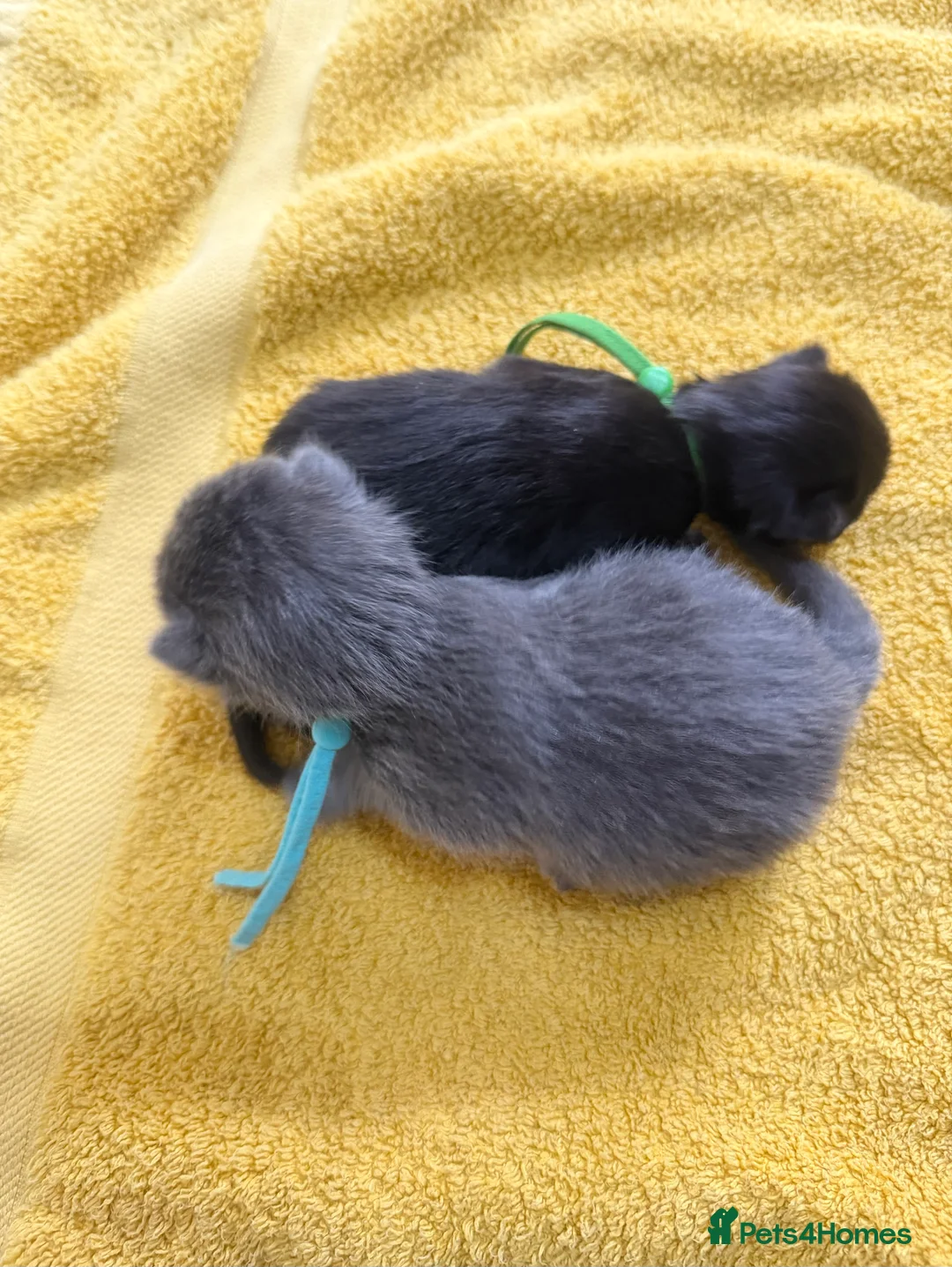 Mixed Breed cats for sale: Maine coon cross kittens ready for new homes - Advert 16