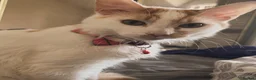 Mixed Breed cats for sale: Dorito  in Bishop Auckland - Advert 7