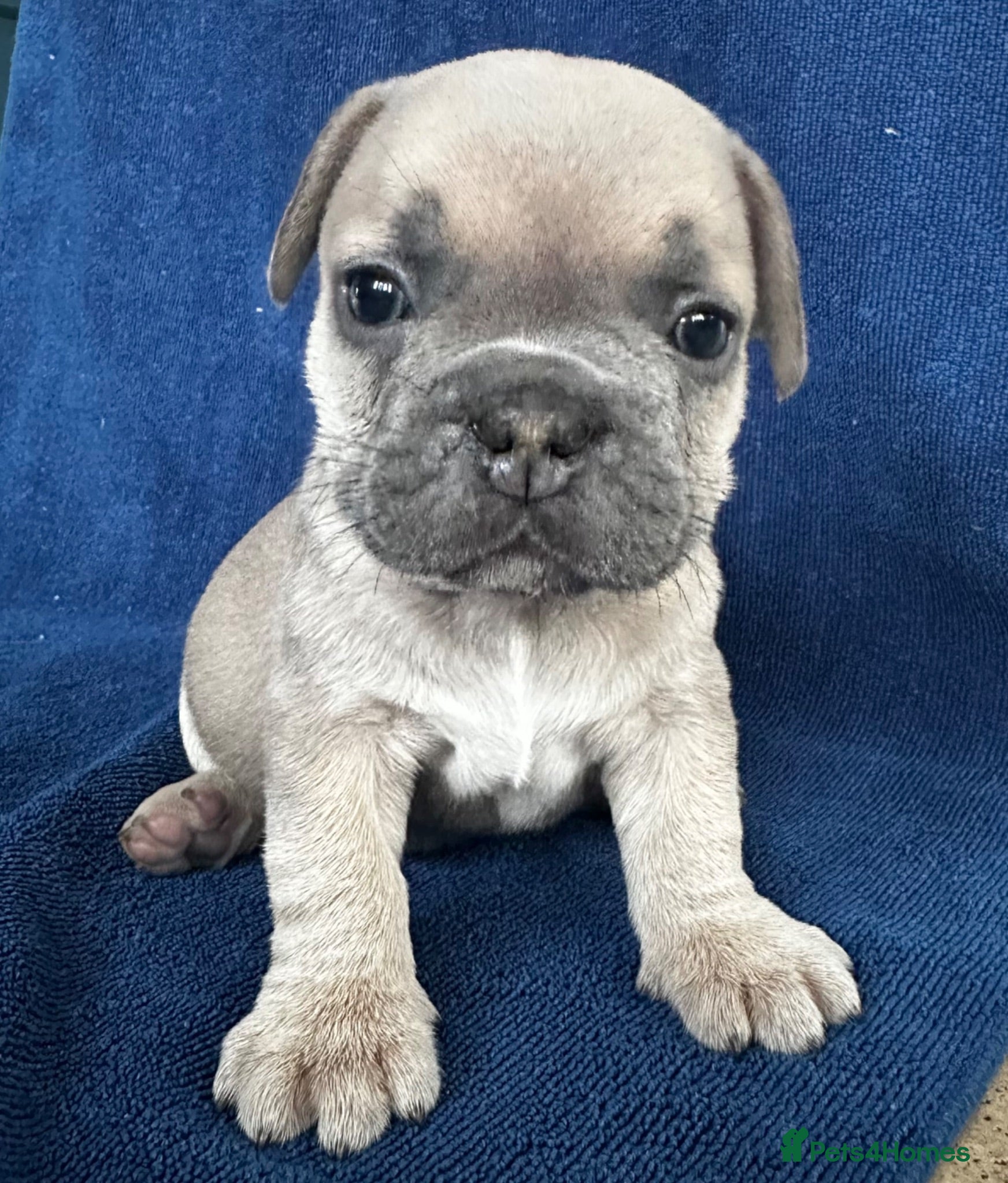 French Bulldog dogs Sweetest pups ready next weekend - Advert 2