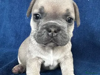 French Bulldog dogs Sweetest pups ready next weekend - Advert 2