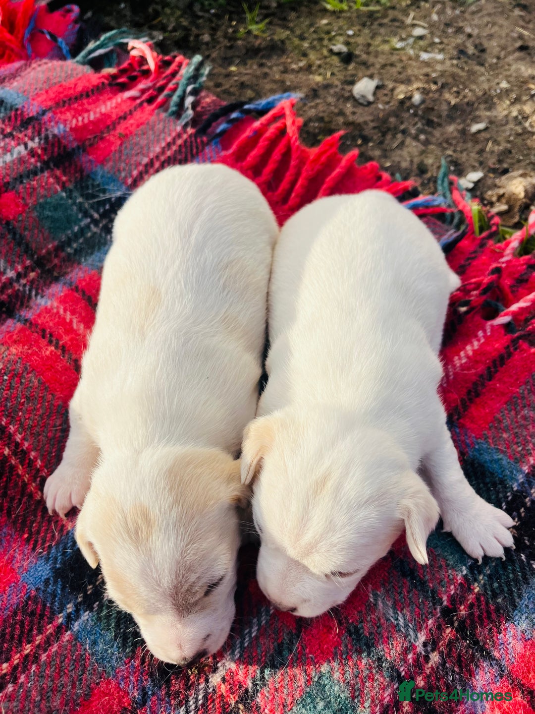 Jack Russell dogs for sale: DOCKED Beautiful White & Tri coloured Girls  - Advert 8