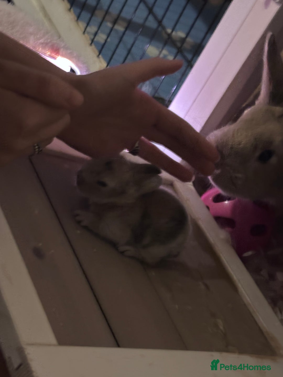 Mixed Breed rabbits for sale: Dwarf lop bunnies  - Advert 1