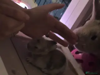 Mixed Breed rabbits Dwarf lop bunnies - Advert 16