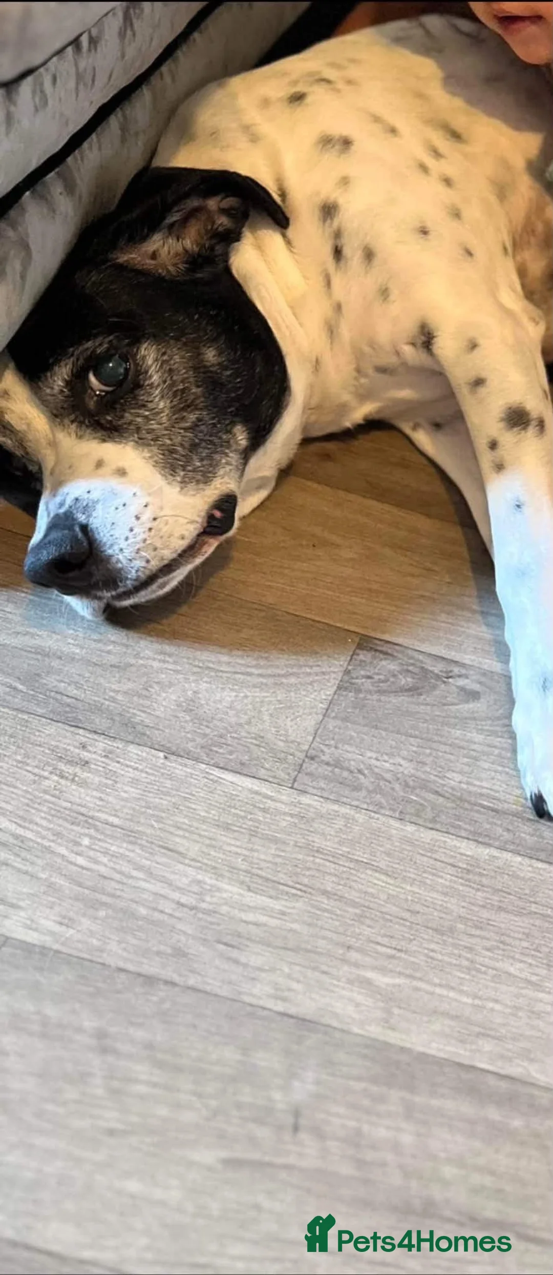 Mixed Breed dogs for sale: Archie in Peterborough - Advert 2
