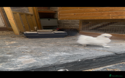 Chickens poultry for sale: Bonded Bantams  - Image 3