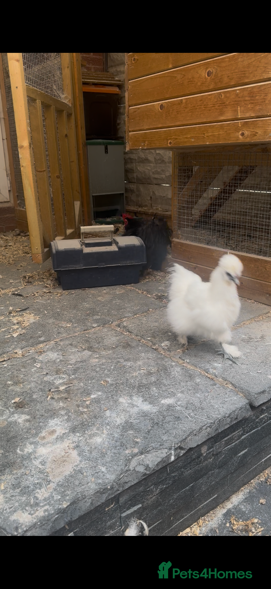 Chickens poultry for sale: Bonded Bantams  - Image 3
