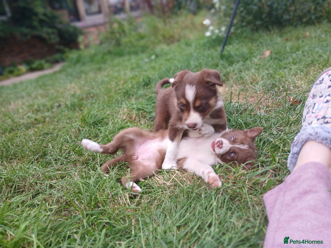 Border Collie dogs for sale: Delightful border collie pups  - Image 5