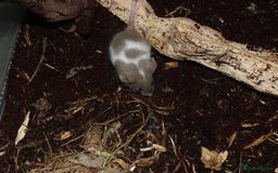Mouse rodents for sale: Mixture of Fancy Mice For Sale  - Image 9