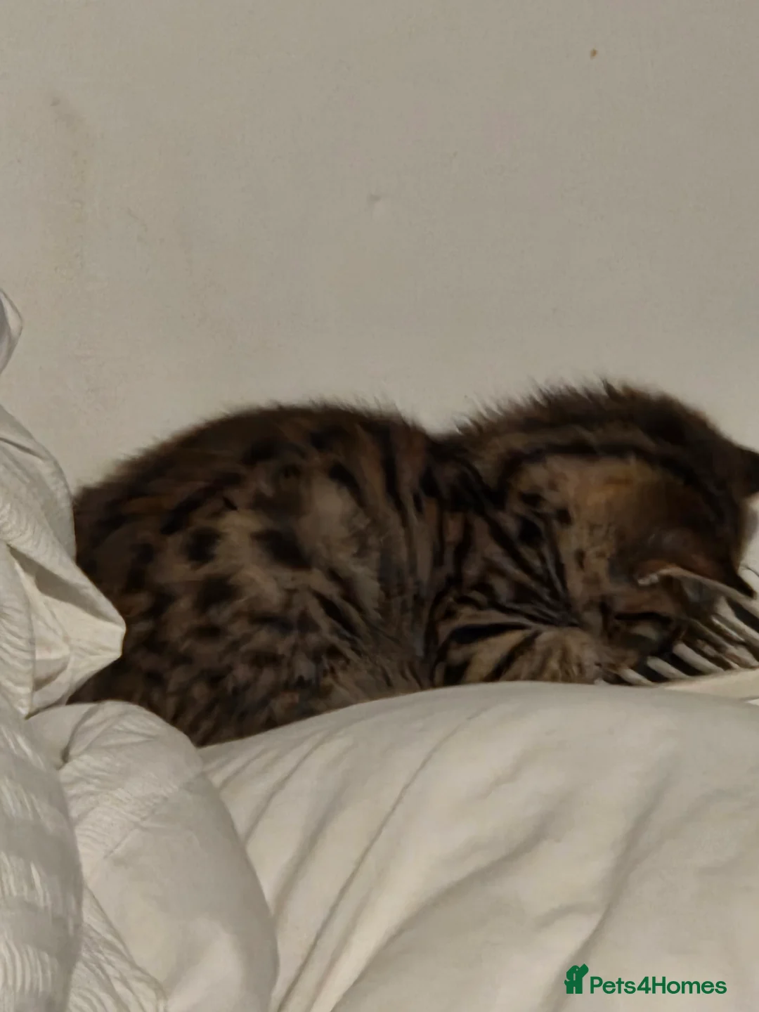 Mixed Breed cats for sale: 4 bengal cross kittens  - Advert 2