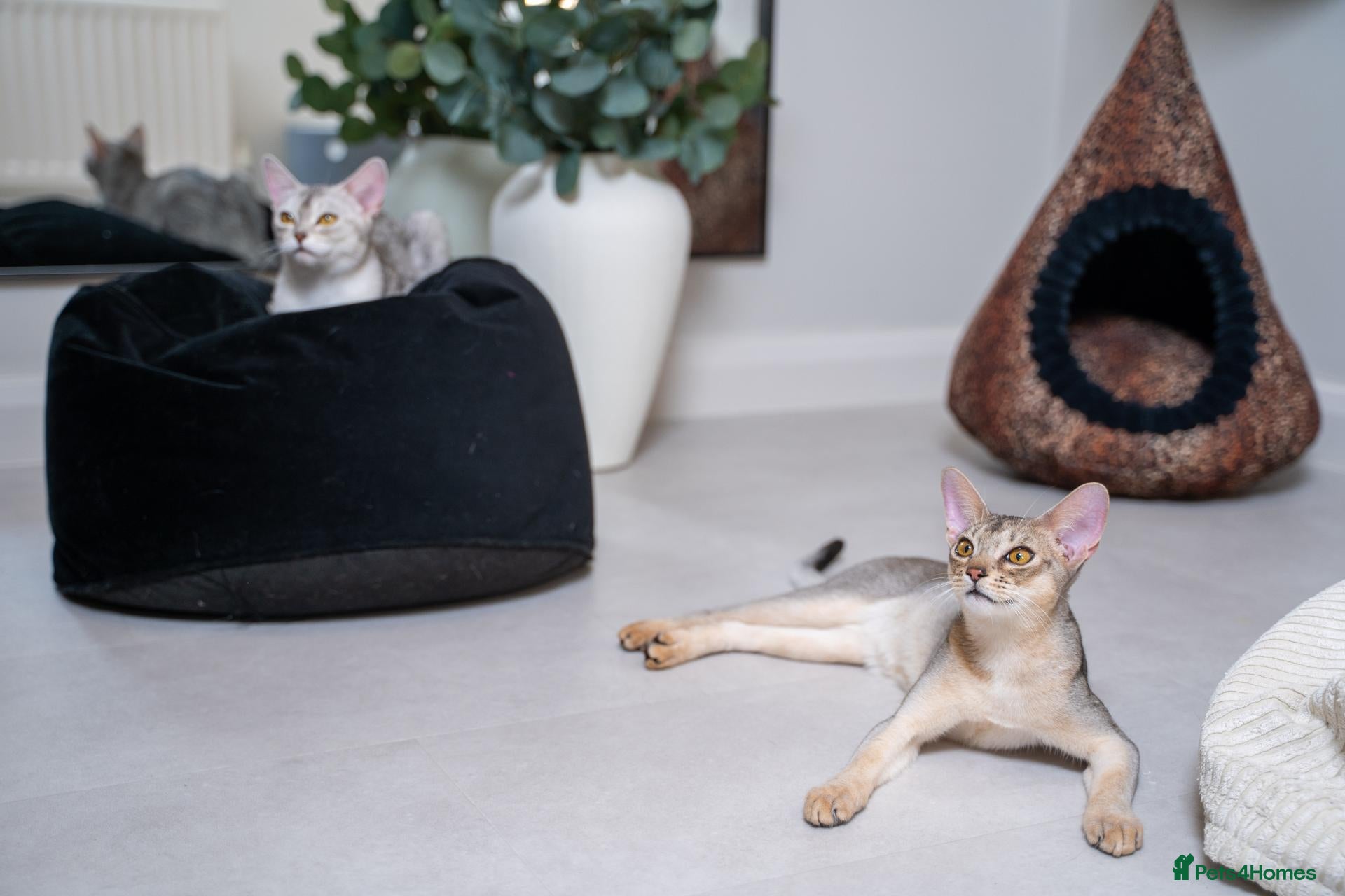 Abyssinian cats Super Cuddling Boy Champion Line 🏆 Silver Black - Advert 1
