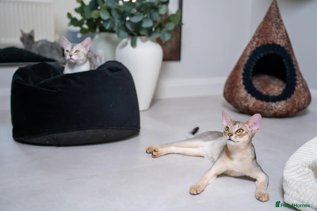 Abyssinian cats for sale: Super Cuddling Boy Champion Line 🏆 Silver Black - Advert 1