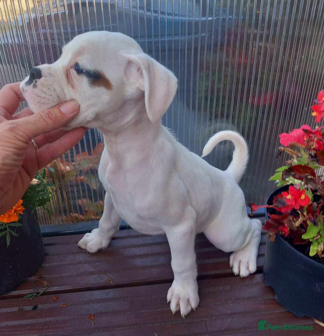 Boxer dogs for sale: KC Registered and ONLY 4 Left! See my 5* reviews - Image 24