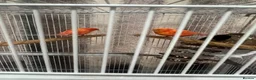 Canaries birds for sale: Red Factor Canaries Pair - Advert 5