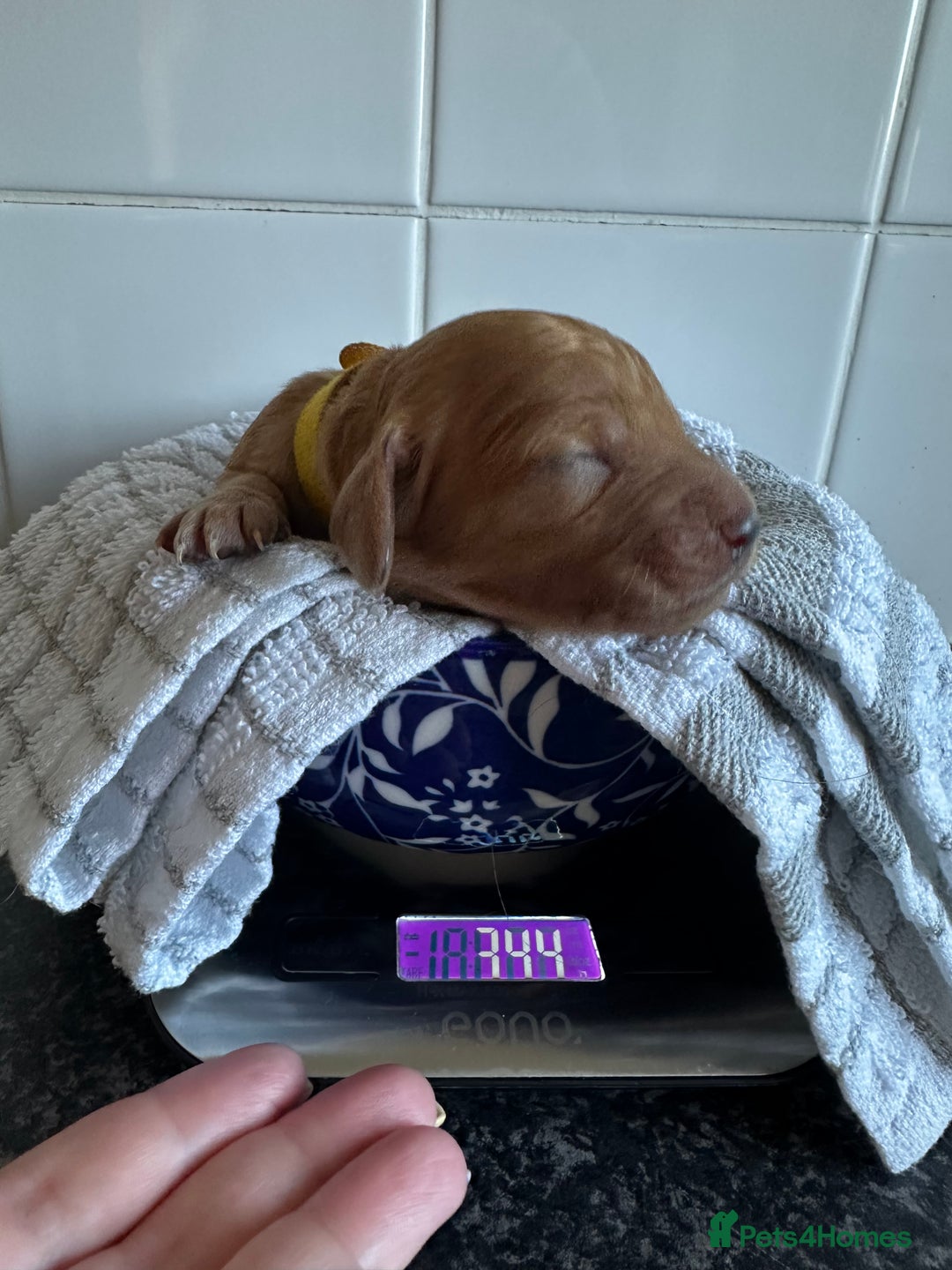 Cockapoo dogs for sale: Red & Apricot Cockapoo puppies  - Advert 29