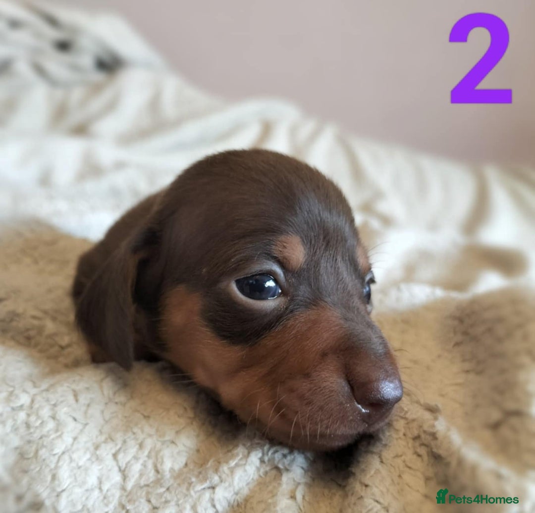 Miniature Dachshund dogs for sale: Stunning Miniature Dachshund Puppies 2 Week Old - Advert 3