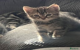 Mixed Breed cats for sale: Kittens  - Image 7
