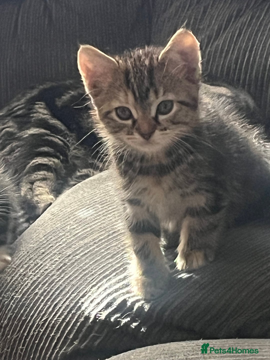 Mixed Breed cats for sale: Kittens  - Image 7