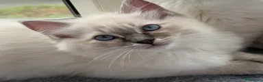 Ragdoll 1