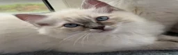 Ragdoll cats for sale: 2 TABBY GIRLS ARE AVAILABLE!! Ragdoll for sale !  - Advert 12