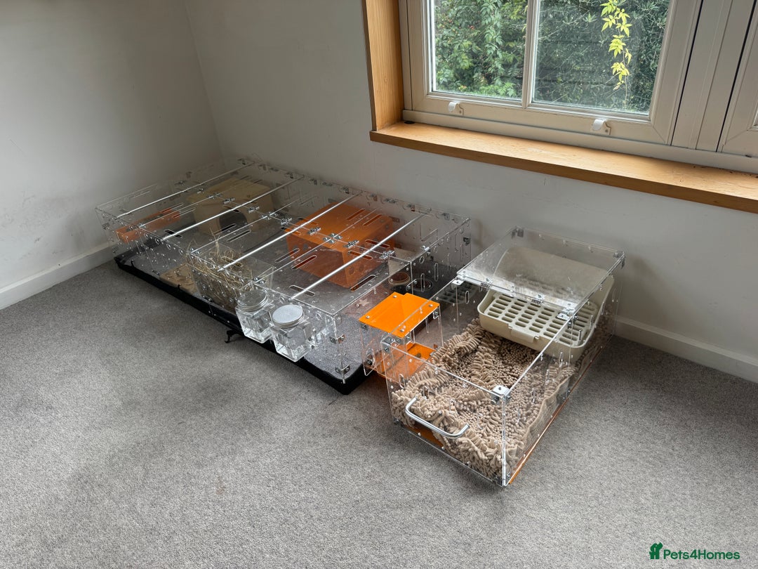 Guinea Pig rodents for sale: Two male guinea pigs and their Guinea Loft cage - Image 10