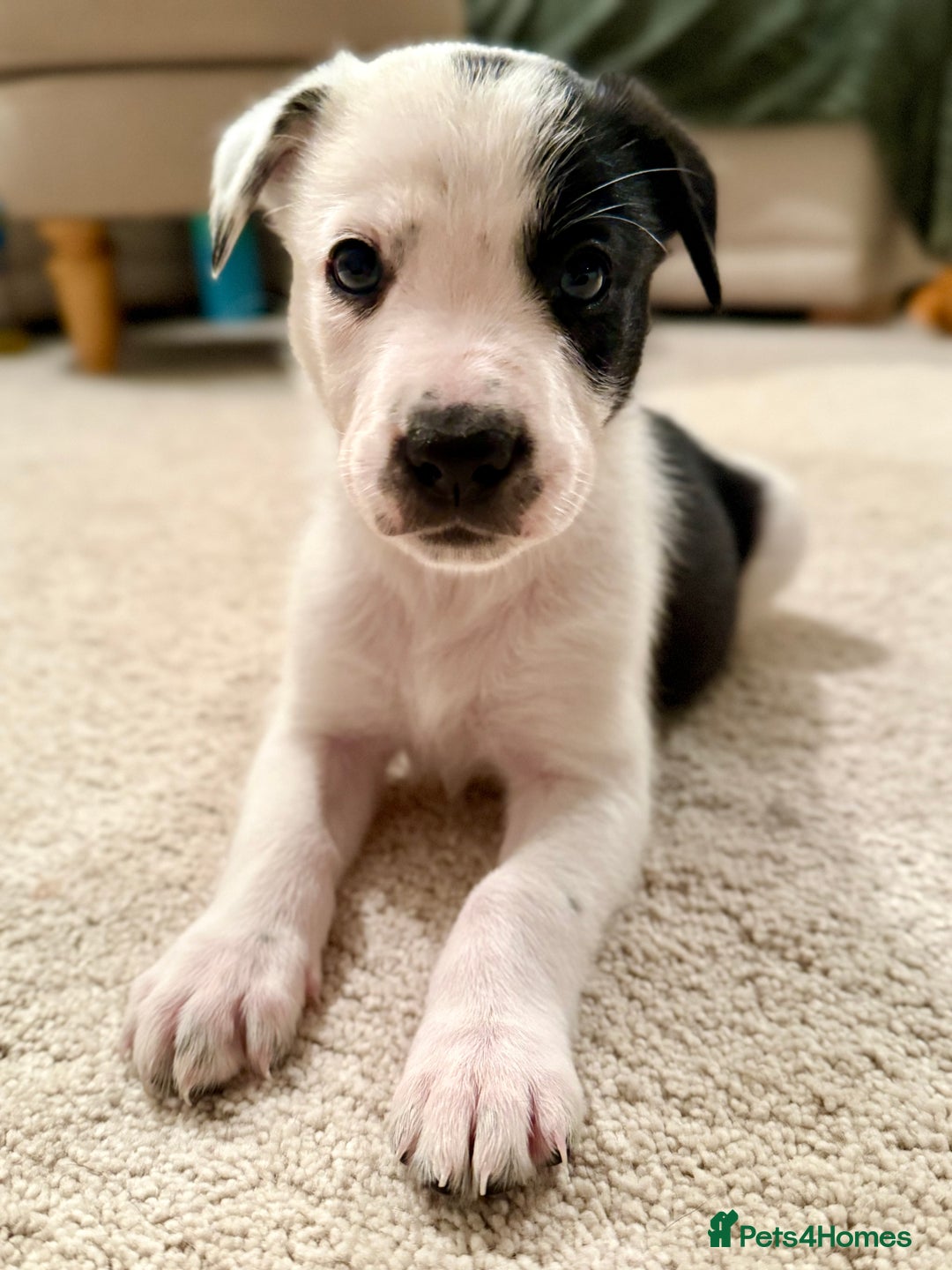 Border Collie dogs for sale: Litter of 5 border collies for sale - Image 12