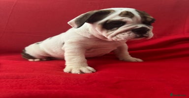 English Bulldog dogs - Advert 9