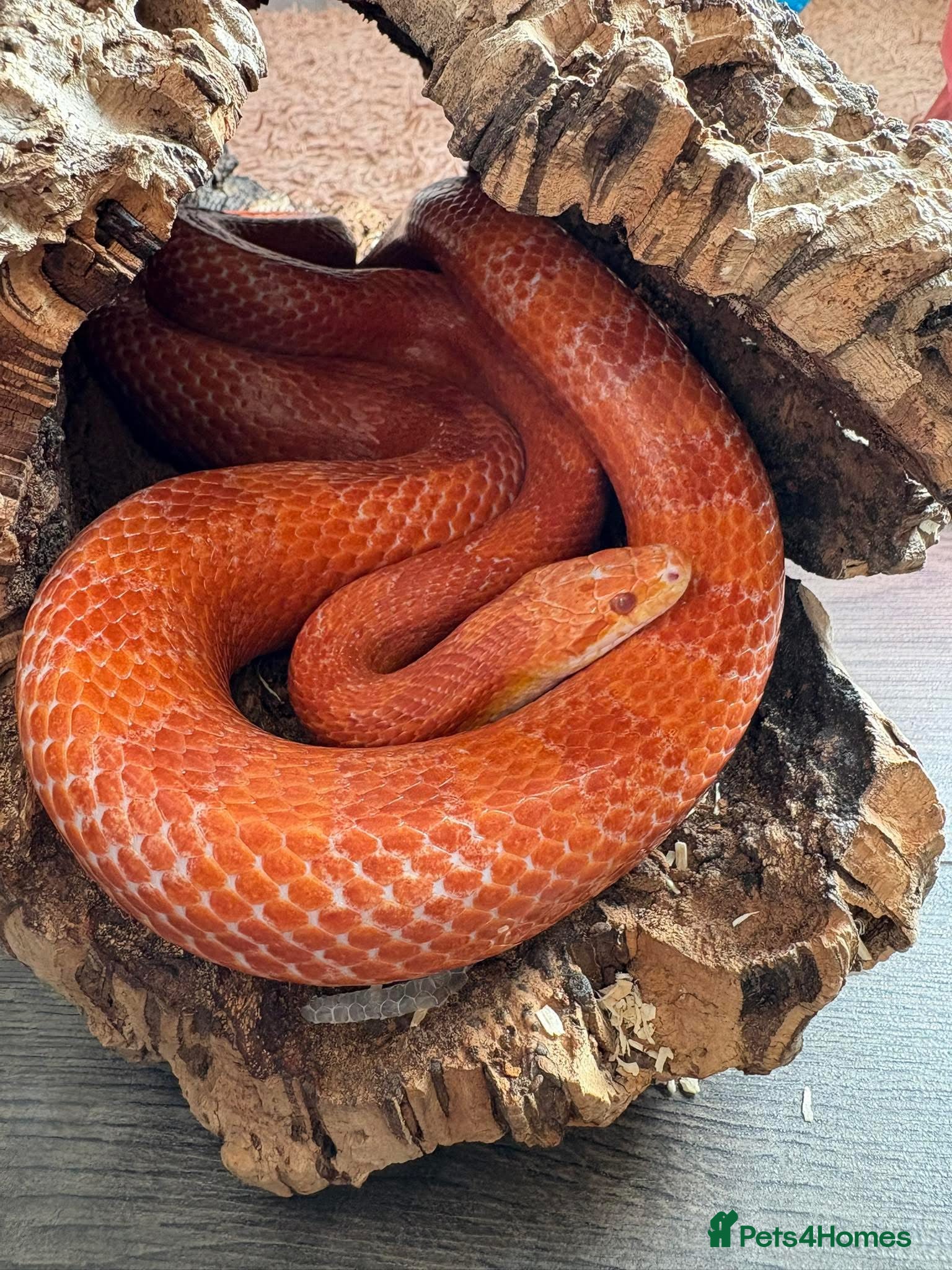 Corn Snake reptiles Cornsnake & Set up - Advert 7