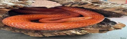 Corn Snake reptiles for sale: Cornsnake & Set up - Advert 1