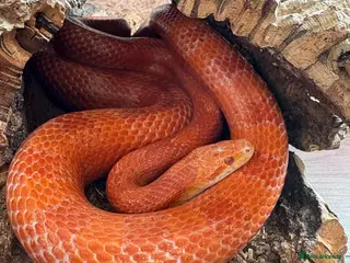 Corn Snake reptiles Cornsnake & Set up - Advert 7