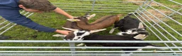 Goats livestock for sale:  Tog X alpine goats - Advert 5