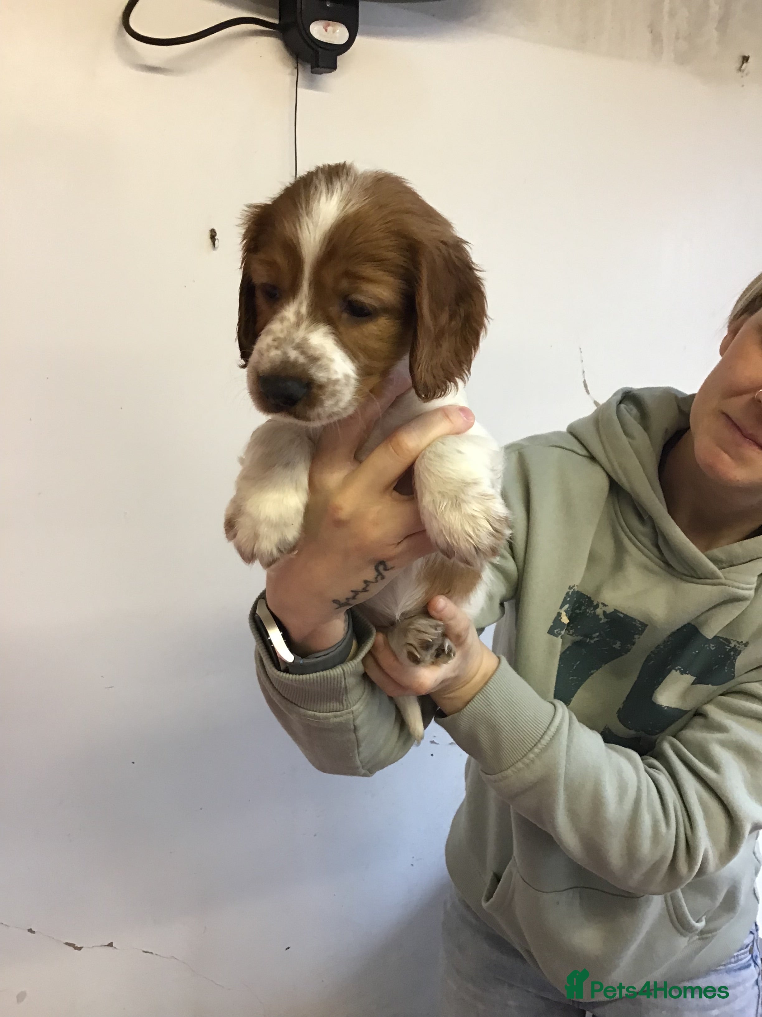 Welsh Springer Spaniel dogs Beautiful WELSH SPRINGER PUpS - Advert 4