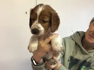 Welsh Springer Spaniel dogs Beautiful WELSH SPRINGER PUpS - Advert 4