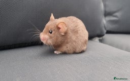 Hamster rodents for sale: Gorgeous male hamster with cage and full set up - Image 11