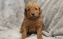 Miniature Poodle dogs for sale: Ready to Steal Your ❤️ Miniature Poodle Puppies - Image 6