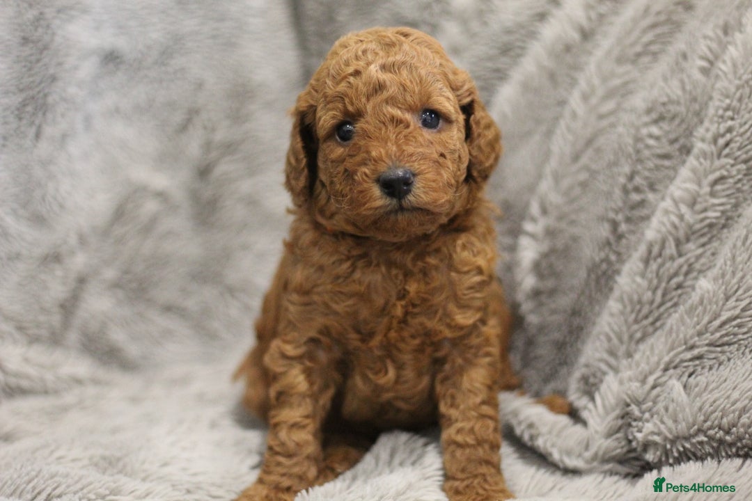 Miniature Poodle dogs for sale: Ready to Steal Your ❤️ Miniature Poodle Puppies - Image 6