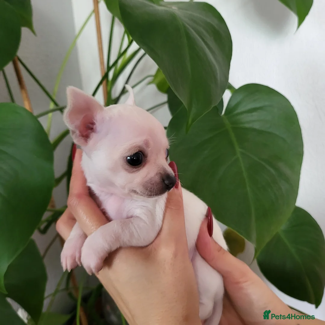 Chihuahua dogs for sale: 5 beautiful smooth coat chihuahuas - Advert 2