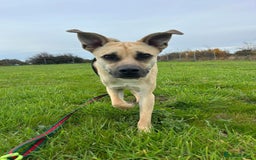Mixed Breed dogs for adoption: Rocco - Norwich Norfolk  - Image 1
